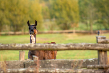 llama in an enclosure © taddor
