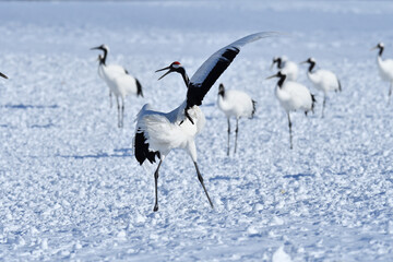 Bird watching, red-crowned crane, in
 winter