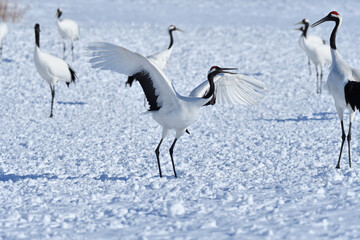 Obraz premium Bird watching, red-crowned crane, in winter