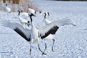 Bird watching, red-crowned crane, in
 winter