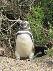 Naklejka premium Pinguino magallánico.