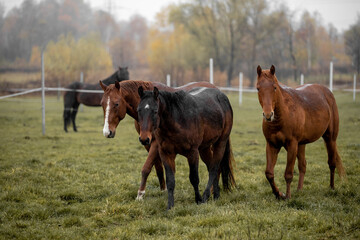 Fototapeta na wymiar Beautiful young horses gallop across the green field