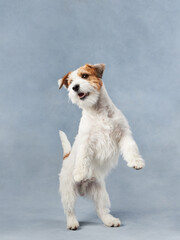 beautiful portrait of wirehaired jack russell terrier. Dog stands on its hind legs on blue texture background in studio