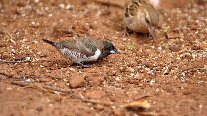 Bronze mannikin (Spermestes cucullata)  on the ground, eating bird seed, in a backyard in Pretoria, South Africa