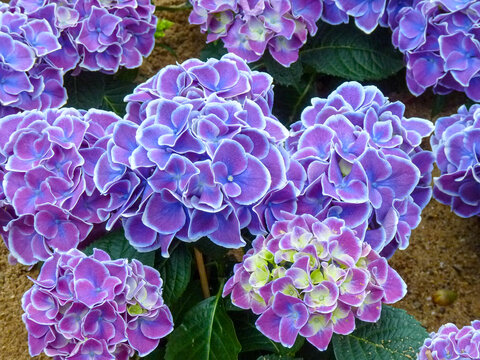 Blau lila pinke Bauernhortensie Lilac Hydrangea . Nahaufnahme der Bl&uuml;ten mit wei&szlig;em Rand . Interessanter kontrastreicher Farbgradient auf Bl&auml;ttern von wei&szlig; zu lila zu pink &uuml;ber gr&uuml;n gelb .  Hortensie 
