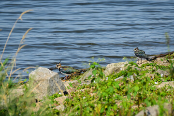 Northern lapwing (Vanellus vanellus) A medium-sized migratory bird with black and white plumage. A male in a mating robe with a tip on his head. The bird sits by the water at the edge of the lake.