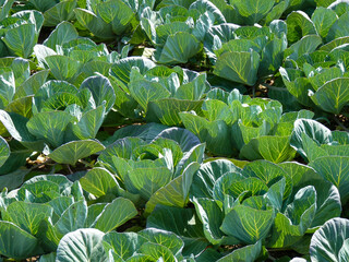 Kopfkohl Beet . Saftig gr&uuml;ne Winterkohl Bl&auml;tter im Gem&uuml;seanbau . Gesunde Bio Landwirtschaft . Kohlbeet f&uuml;r Profis . Kohl auf einem Feld. Cale and me it is coleslaw . BuGa Bundesgartenshow 2011 Krefeld