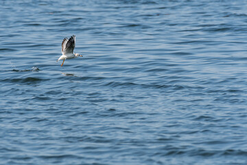 Black headed gull (Chroicocephalus ridibundus) A medium-sized migratory water bird with light plumage. A bird in a juvenile coat flies low over the lake's water.