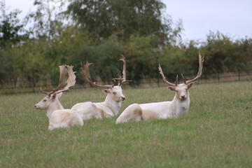 Stag and Deer in the Park