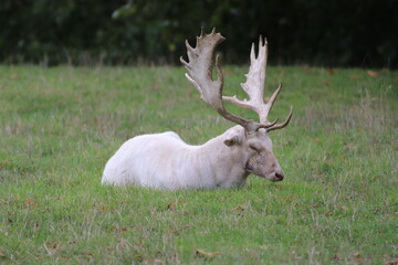 Stag and Deer in the Park