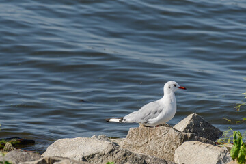 Black headed gull (Chroicocephalus ridibundus) a bird in a juvenile coat, medium-sized bird with light plumage. The bird stands on the rocky shore of the lake.