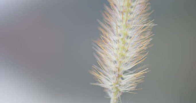 Dreamy macro footage of a single green foxtail (Setaria viridis) swinging in a wind with a bright blurry background