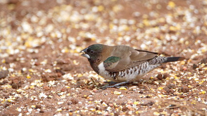 Bronze mannikin (Spermestes cucullata)  on the ground, eating bird seed, in a backyard in Pretoria, South Africa