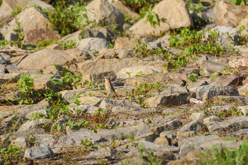 Northern wheatear (Oenanthe oenanthe) female, a small colorful migratory bird. The bird stands on the rocky shore of the lake.