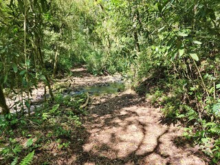 arroio na mata nativa, selva, água cristalina