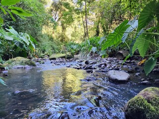 riacho, arroio de água na selva