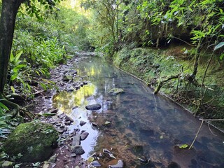 riacho, arroio de água na selva