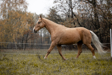 Naklejka na ściany i meble A beautiful horse gallops across a green field