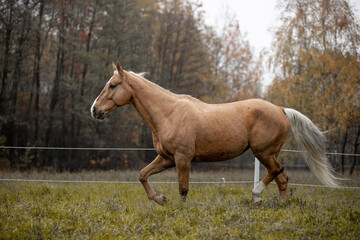 Obraz na płótnie Canvas A beautiful horse gallops across a green field