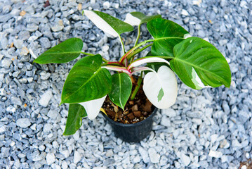 Closeup to  philodendron white princess in the pot