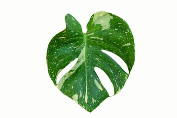 Leaf of Monstera Thai Constellation in the pot 