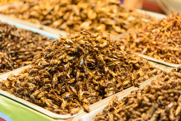 a lot of cicada fried in the tray at street food shop