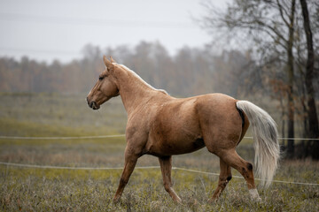 A beautiful horse gallops across a green field