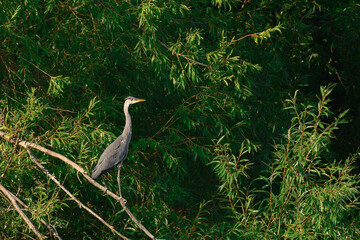 Gray Heron (Ardea cinerea) - a large water bird with gray plumage and a long neck. The bird stands on a tree branch and looks around among the green branches.