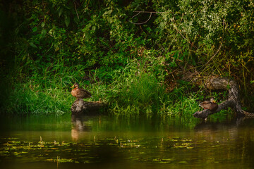 Mallard duck (Anas platyrhynchos) a young male in a resting coat, a medium-sized water bird with brown plumage. The bird sits on a tree branch on the banks of the river.