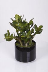 Small fake plant in a round black pot
