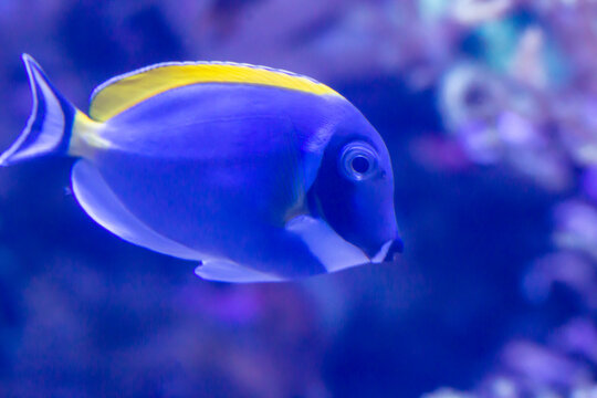 Palette surgeon fish swimming in blue water with pink anemone