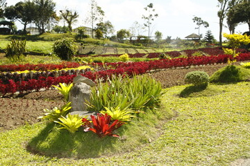 Landscaped outdoor plant farm with cacti and plants with red leaves