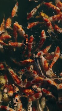 Colorful fancy carps or koi fishes swimming in a pond in a Japanese garden, Nishikigoi, Nobody, Vertical video for smartphone footage