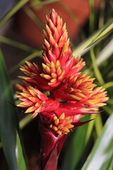 Beautiful blooming bromeliad in sunny July