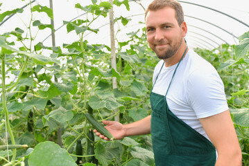 friendly worker in the greenhouse growing and harvesting vegetables in the greenhouse