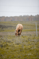 A beautiful horse gallops across a green field
