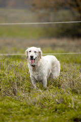Two Labrador dogs run across a green field and play in a puddle