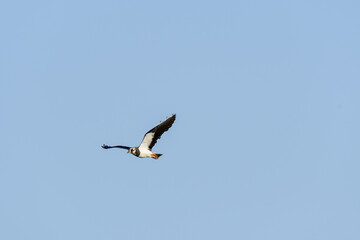 Fototapeta na wymiar Northern lapwing (Vanellus vanellus) A medium-sized migratory bird with black and white plumage. Bird in the air during flight.