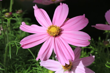 Fototapeta premium Pink blooming cosmos in sunny July