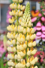 Yellow blooming lupin in sunny July