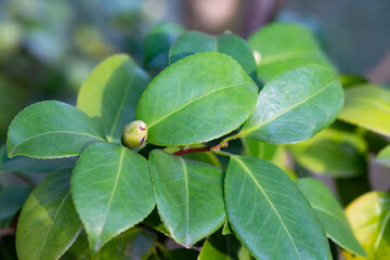 Young green leaves and a bud of Japanese camellia on a branch. Natural spring background