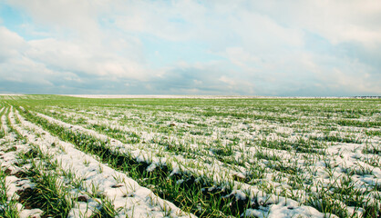 Agriculture. Snow-covered rows of wheat field. Green wheat under the snow.