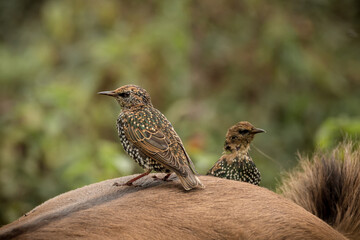 Common starling (Sturnus vulgaris) A medium-sized bird in a spotted winter coat. The bird stands on the horse's back and rests during the day.