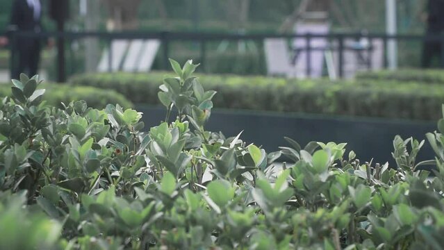 Closeup of a beautiful evergreen bush in a park during daytime