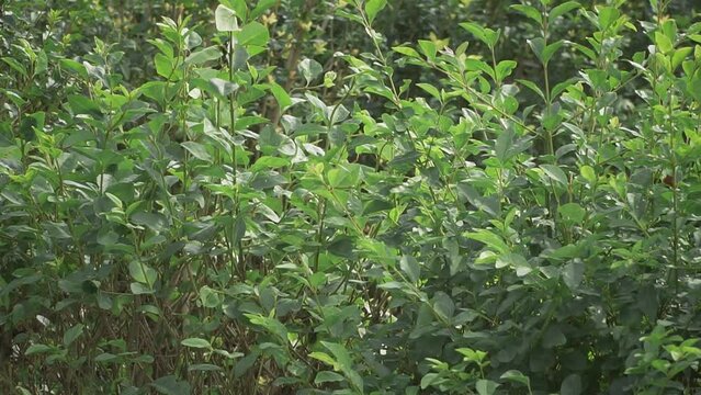 Closeup of a beautiful evergreen bush in a park during daytime