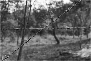 barbed wire fence in a field