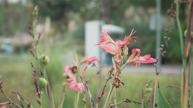 Closeup of beautiful flowers in a park