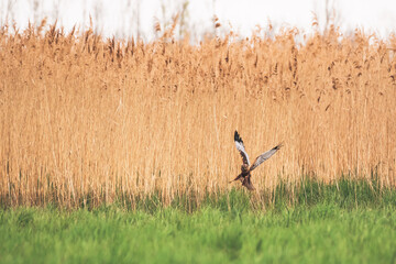Western marsh harrier - Circus aeruginosus - a male, large bird of prey with white-brown plumage, lands on the grass at the edge of the reed.
