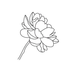 Peony flower line black icon leaves