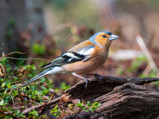 Chaffinch on a the Ground